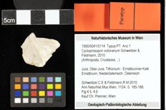 Foto (Objekt + Etiketten) von Cycloprosopon octonarium (Schweitzer & Feldmann, 2010) 